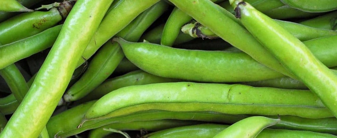 Are Broad beans healthy?