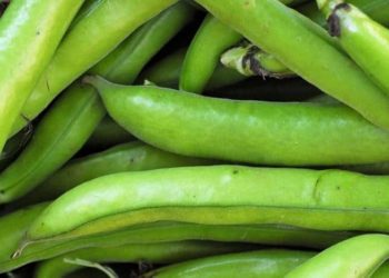 Are Broad beans healthy?