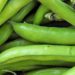 Are Broad beans healthy?