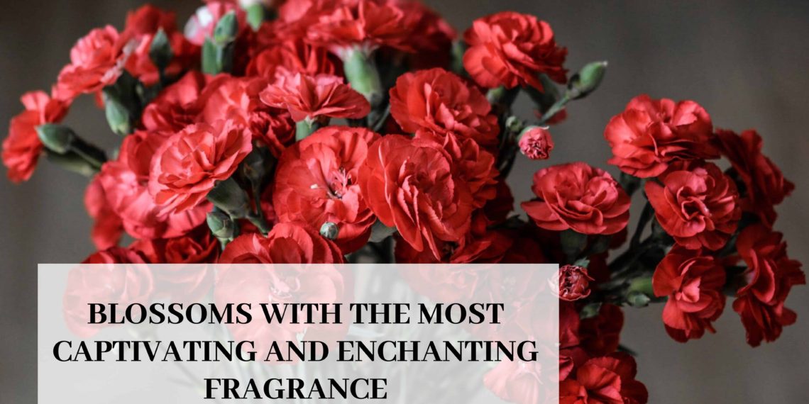 Blossoms With The Most Captivating And Enchanting Fragrance