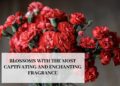 Blossoms With The Most Captivating And Enchanting Fragrance