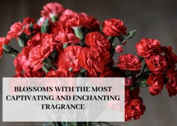 Blossoms With The Most Captivating And Enchanting Fragrance