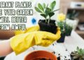 Fragrant plants make your garden smell better from awful