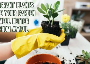 Fragrant plants make your garden smell better from awful