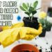 Fragrant plants make your garden smell better from awful