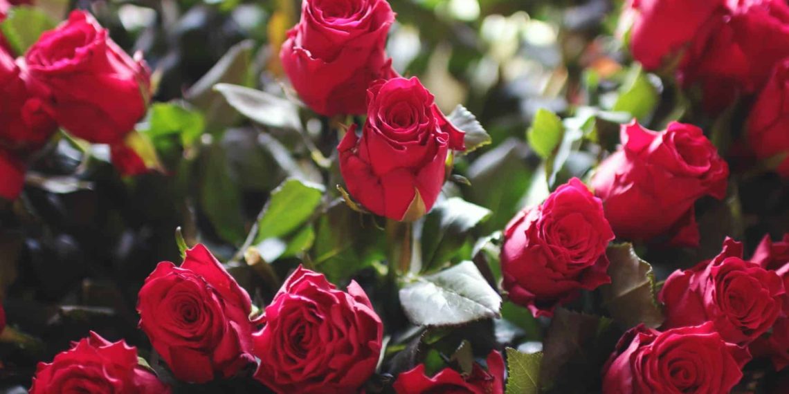 Rose infused beauty gifts