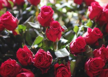 Rose infused beauty gifts