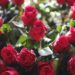 Rose infused beauty gifts