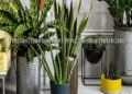 You Don’t Have Lawn Don’t Worry Use Indoor Plants In Dubai