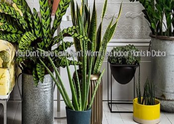 You Don’t Have Lawn Don’t Worry Use Indoor Plants In Dubai