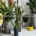 You Don’t Have Lawn Don’t Worry Use Indoor Plants In Dubai