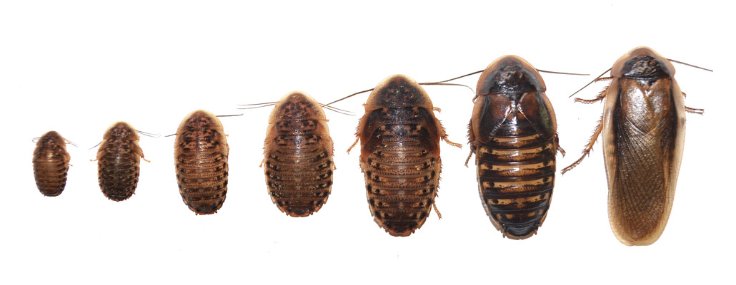 If you are still not sure about the sizes of the Dubia roaches, then try to...
