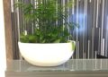 Emblaze Your House With The Preeminent Plant for Hire Melbourne