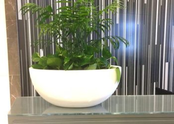 Emblaze Your House With The Preeminent Plant for Hire Melbourne