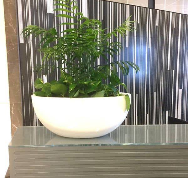 Emblaze Your House With The Preeminent Plant for Hire Melbourne