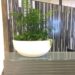Emblaze Your House With The Preeminent Plant for Hire Melbourne