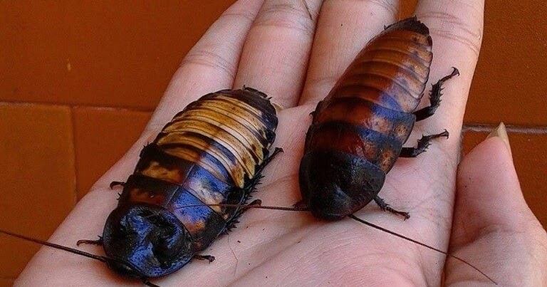 How To Choose The Right Size Dubia Roaches For Your Pet.