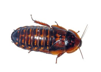 How to Choose the Right Size Dubia Roaches for Your Pet