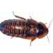 How to Choose the Right Size Dubia Roaches for Your Pet