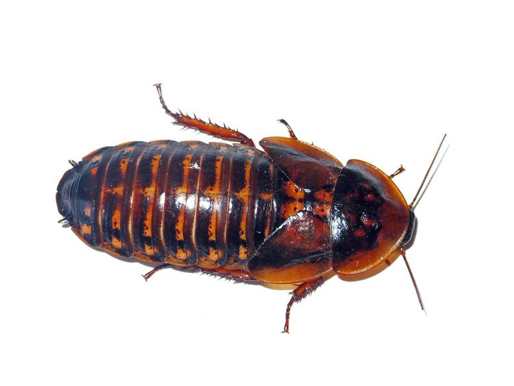 How To Choose The Right Size Dubia Roaches For Your Pet.