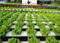 Hydroponic farming in India – know the advantages