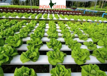 Hydroponic farming in India – know the advantages