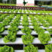 Hydroponic farming in India – know the advantages