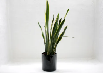 TOP 5 FLOWERING PLANTS AND THEIR MEDICINAL USES