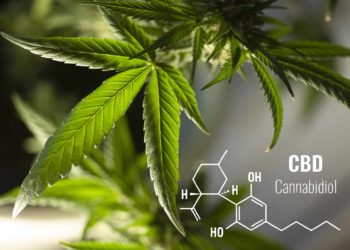 Top 5 benefits of CBD Oil and Hemp