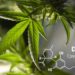 Top 5 benefits of CBD Oil and Hemp