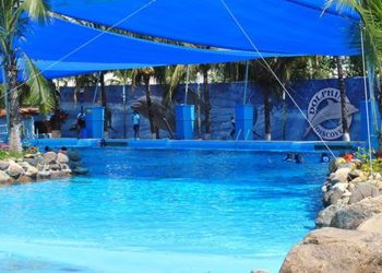 Swim with dolphins in Puerto Vallarta at Aquaventuras Park