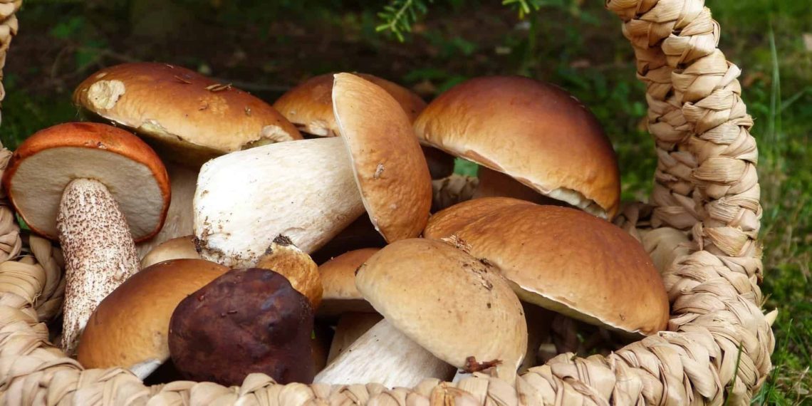 7 Important Reasons To Use Mushroom In Daily Lifestyle