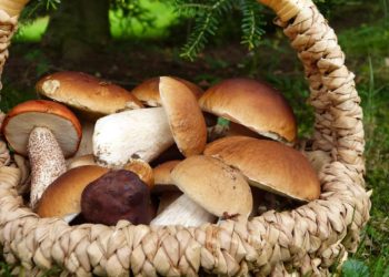 7 Important Reasons To Use Mushroom In Daily Lifestyle