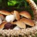 7 Important Reasons To Use Mushroom In Daily Lifestyle