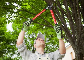 Check Out The Top Benefits Of Tree Lopping