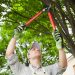 Check Out The Top Benefits Of Tree Lopping