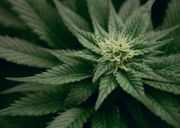 5 Amazing Ways to Use Hemp for Mind & Body