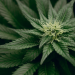 5 Amazing Ways to Use Hemp for Mind & Body