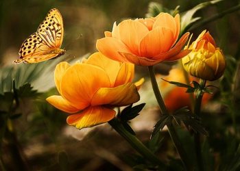 Reasons for buying plants via mail order nursery
