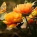 Reasons for buying plants via mail order nursery