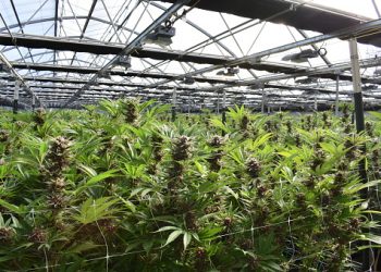 Ways to store Marijuana Products properly