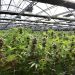 Ways to store Marijuana Products properly