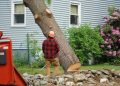tree-removal