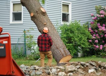tree-removal