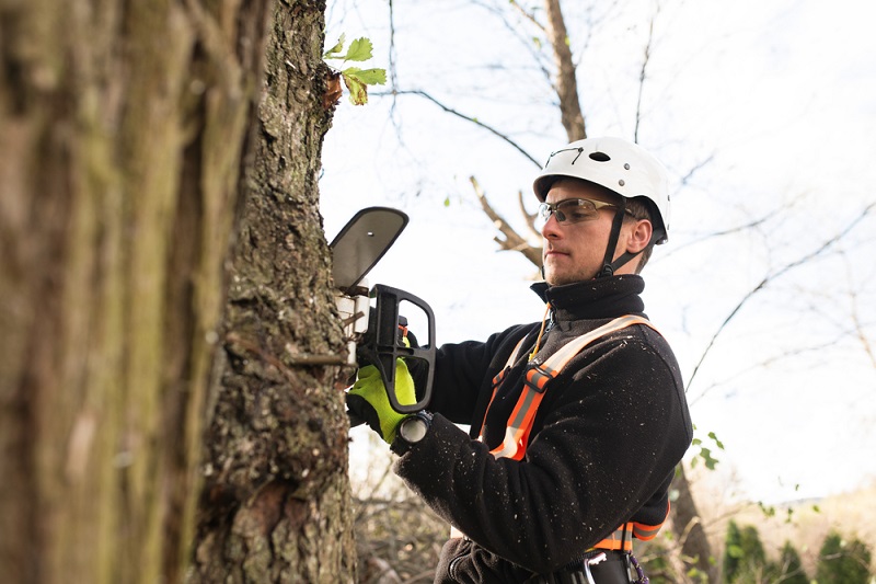 tree-removal-lilydale