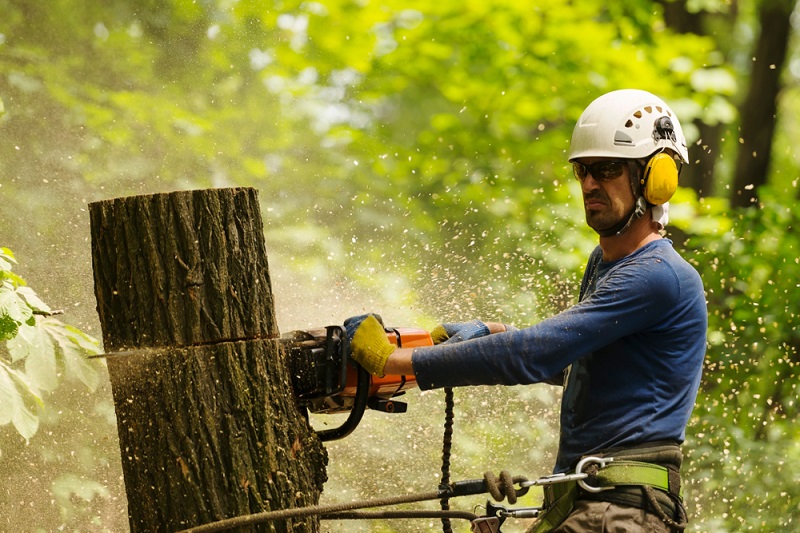 tree-removal-service-lilydale