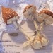 10 Mind-Boggling Facts About Magic Mushrooms