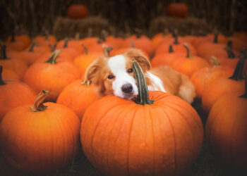I-made-this-dogs-in-pumpkins-photo-session-for-Halloween-58174c090cdcc__880