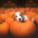 I-made-this-dogs-in-pumpkins-photo-session-for-Halloween-58174c090cdcc__880
