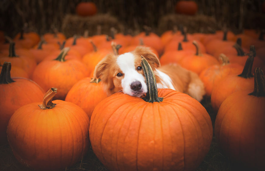 I-made-this-dogs-in-pumpkins-photo-session-for-Halloween-58174c090cdcc__880